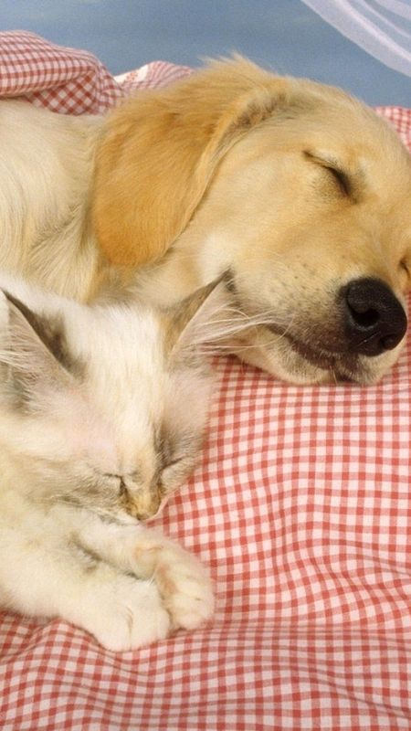 Cat And Dog - Sleeping - Good Night - Animals Wallpaper Download | MobCup