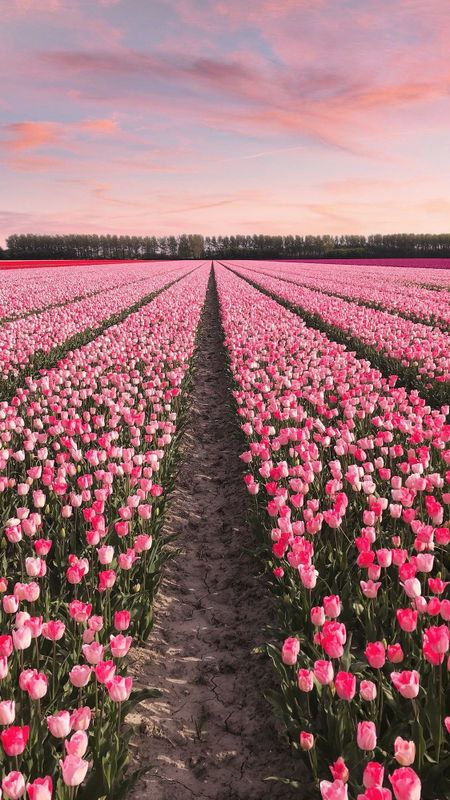 Flower | Tulips Garden Wallpaper Download | MobCup