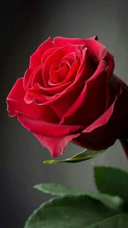 Red Rose - Beautiful, red rose, flowers, HD phone wallpaper