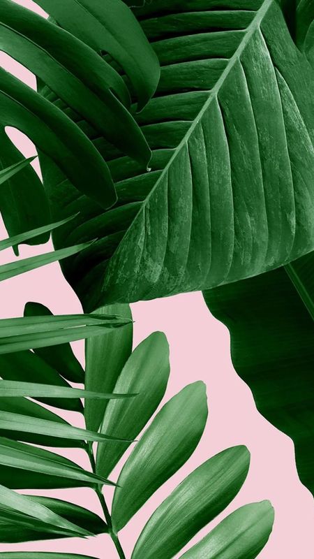Stylish Natural Wallpaper Plant Green And Sunlight Shadows Minimalist  Aesthetic Stock Photo  Download Image Now  iStock