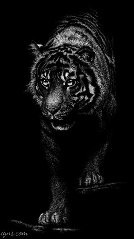 Black Tiger Wallpaper HD for Mobile  Black Wallpaper HD