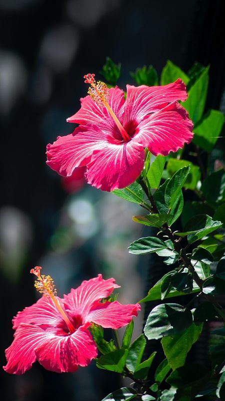 Hibiscus | Pink Hibiscus Wallpaper Download | MobCup