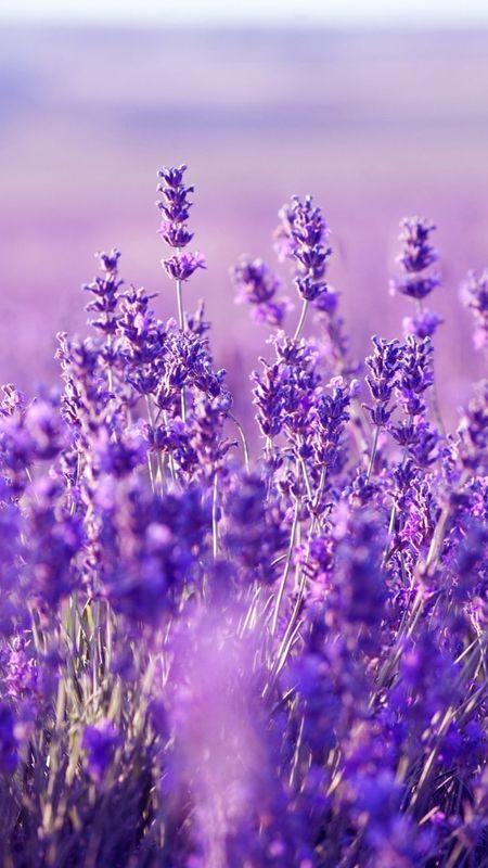 Aesthetic Purple Lavender With Blur Background Wallpaper Download | MobCup