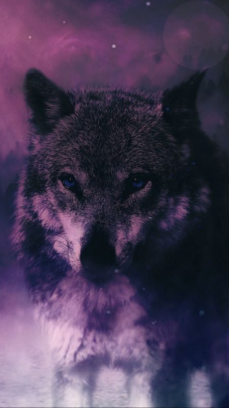 Dark wolf wallpaper  Digital Art wallpapers  46512