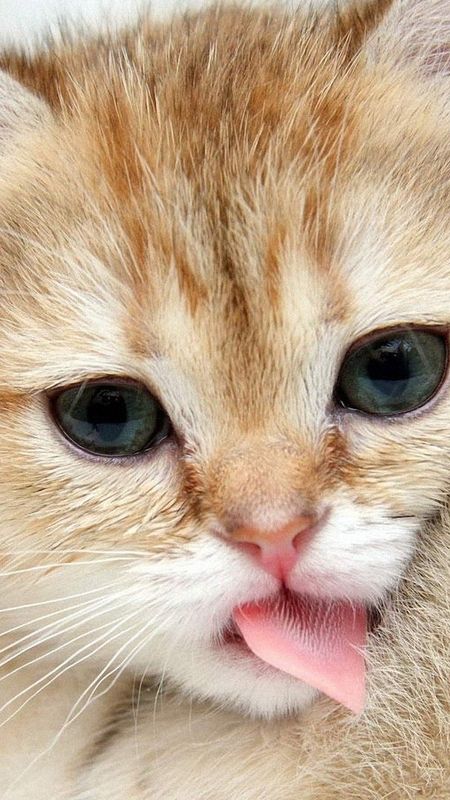 Cute Cat Wallpaper APK for Android Download