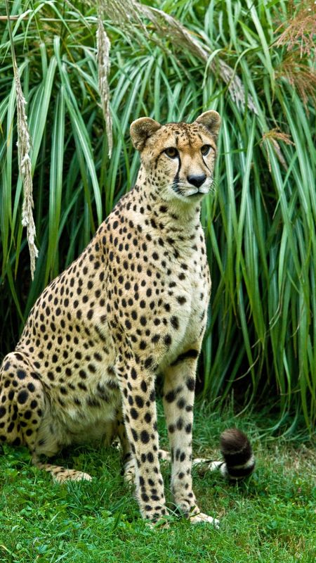 Cheetah | Jungle | Animal Wallpaper Download | MobCup