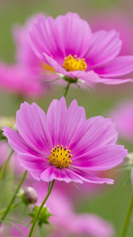 Flowers Photos - Pink Flowers - HD Background Wallpaper Download | MobCup