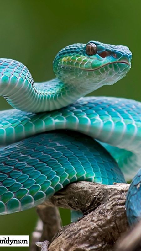 Snake | Viper Green Snake Wallpaper Download | MobCup
