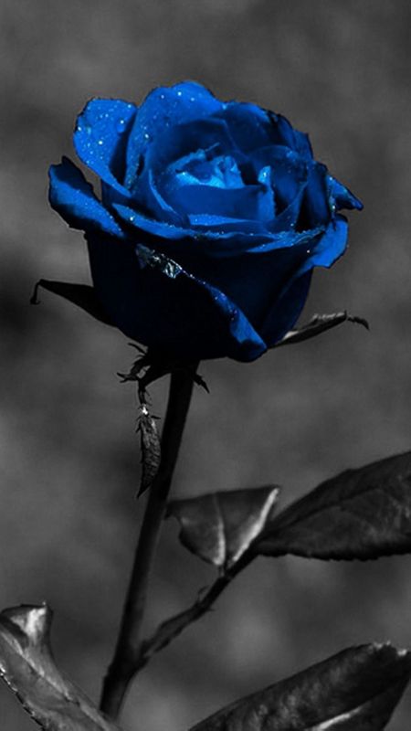 black and blue rose wallpaper