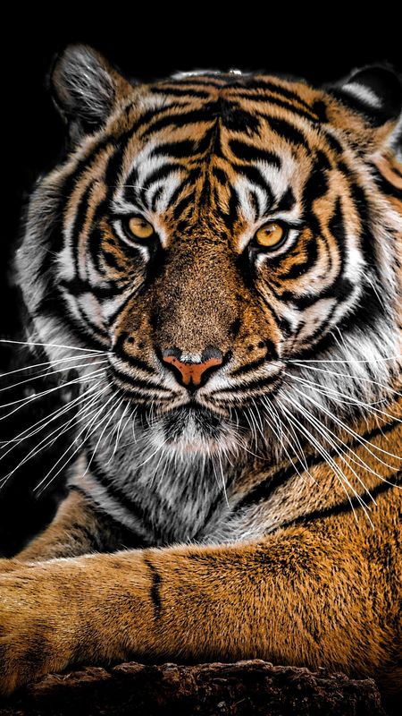 Lion And Tiger Images – Browse 114,230 Stock Photos, Vectors, and Video |  Adobe Stock