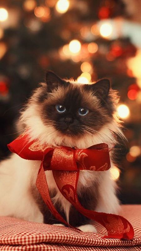 Cute Christmas  Cat Wallpaper Download  MobCup
