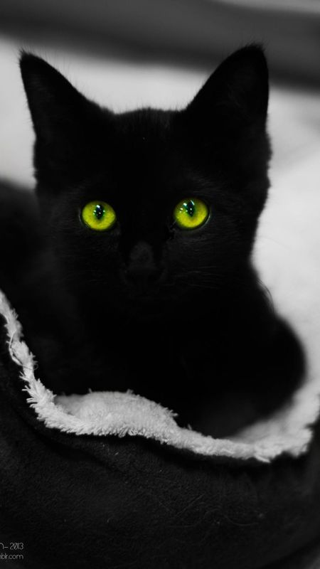 Black Cat | Adorable Cat | Cute Cat Wallpaper Download | MobCup