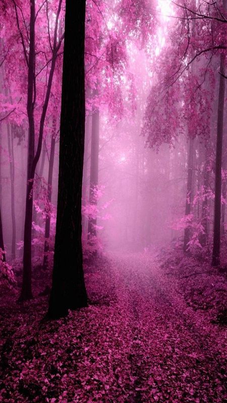 Pink | Pink Forest Wallpaper Download | MobCup