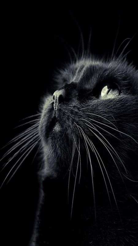 446 Wallpaper Dark Cat Picture - MyWeb