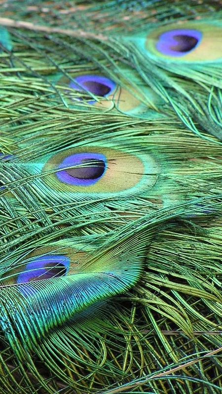 Peacock Feather - Green Shades - Peacock - Feather Wallpaper Download |  MobCup