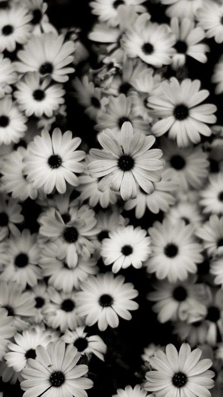 Black Flowers - Black And White - Floral Background Wallpaper Download |  MobCup
