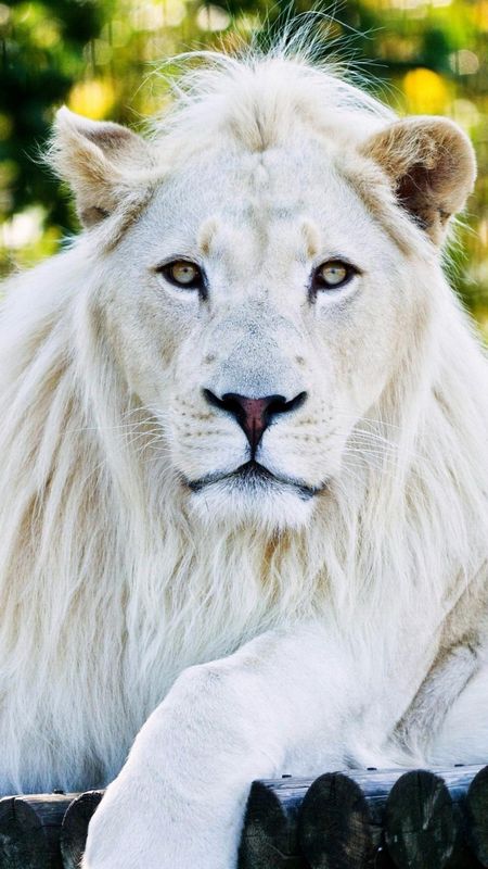 White Lion | Royal Animal Wallpaper Download | MobCup
