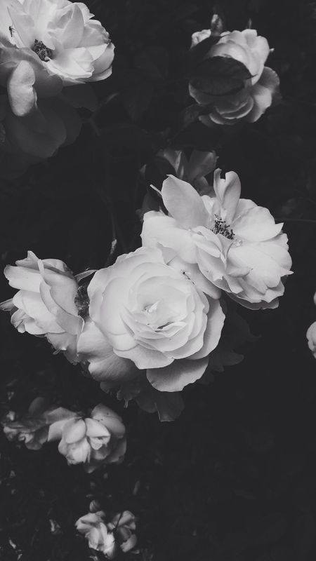 Aesthetic Black And White Flowers Wallpaper Download | MobCup