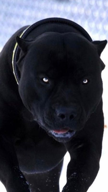 Pitbull Dog | Black Pitbull Wallpaper