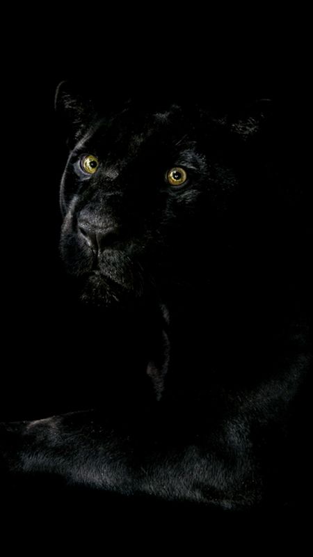 Black Panther Hd Scary Look Wallpaper Download | MobCup