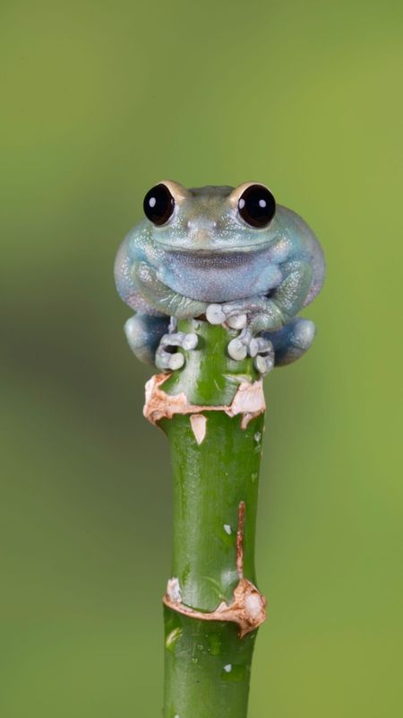 cute baby frogs