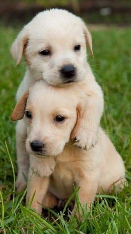 Cute Dog | Baby Dog | Puppy Wallpaper Download | MobCup