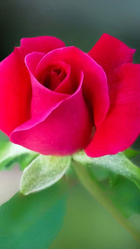 Beautiful Flowers Roses - Small Rose Wallpaper Download | MobCup