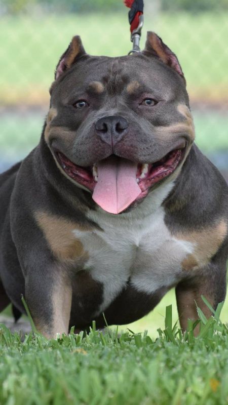 American Bully - XL Bully Wallpaper Download | MobCup