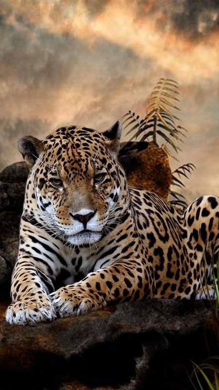 Leopard cute animal 1125x2436 iPhone 11 ProXSX wallpaper background  picture image