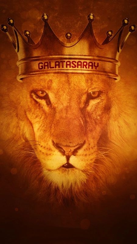 Full Hd King Of Beasts Wallpapers Background Pictures Of Lion Background  Image And Wallpaper for Free Download