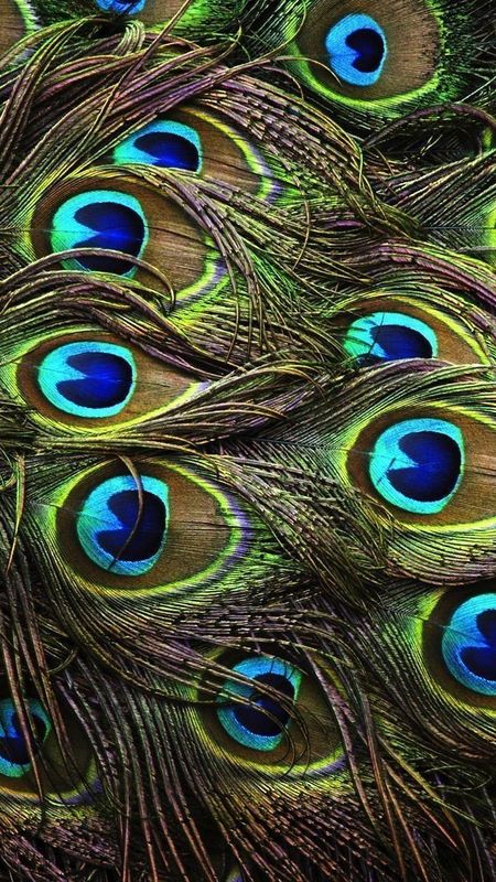 Peacock Feather Live - Multiple Feathers Wallpaper Download | MobCup
