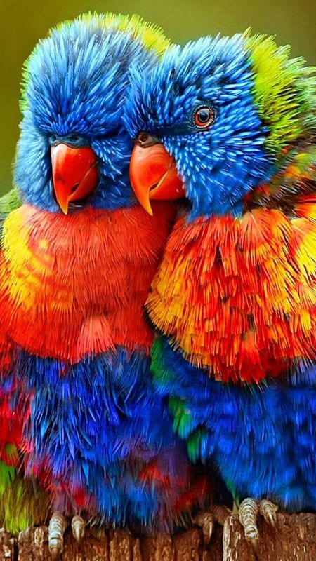 Love Birds Rainbow Parrot Wallpaper Download Mobcup