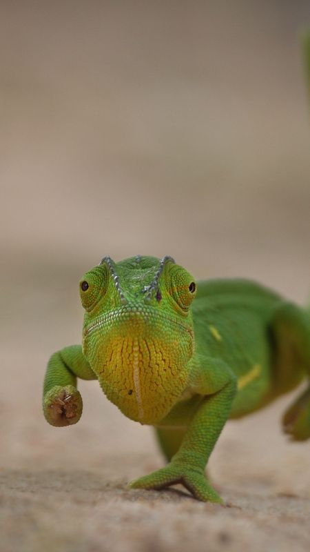 Chameleon | Green Wallpaper Download | MobCup