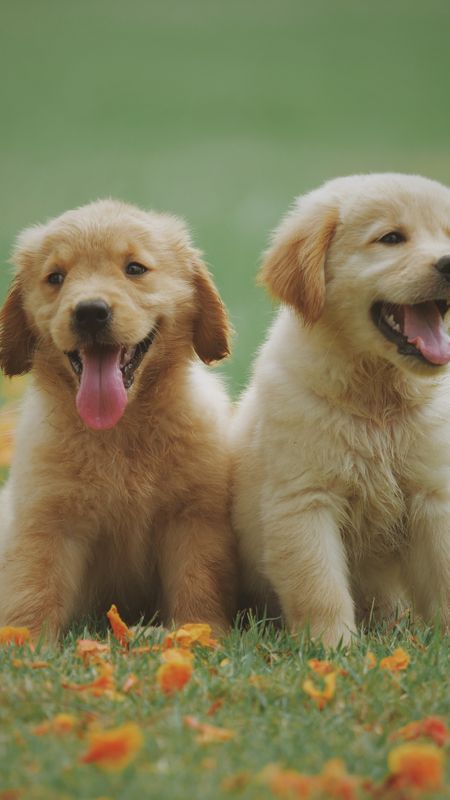 Golden Retriever Puppies Wallpaper Download Mobcup