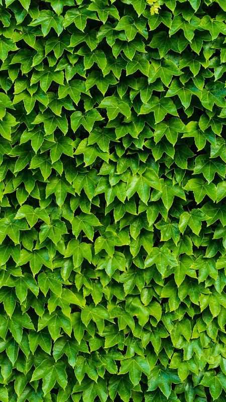 Green Leaves Photos Download The BEST Free Green Leaves Stock Photos  HD  Images