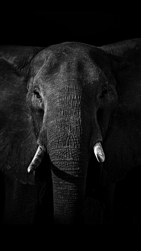 Elephant at the Waterhole Wallpapers  Elephant Wallpaper Phone