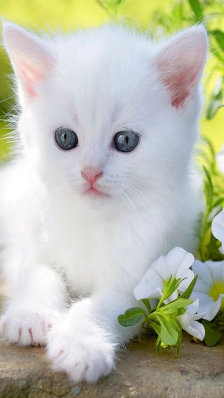 Cute Baby Cat - White Cat - Small Baby Wallpaper Download | MobCup