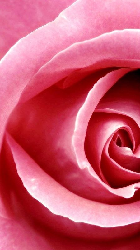 Beautiful Rose wallpaper by _Savanna_ - Download on ZEDGE™ | c523