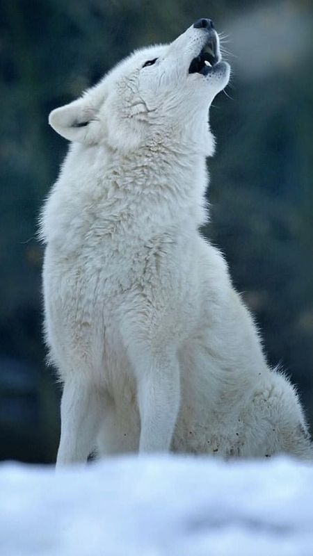 White Wolf Wallpapers  Wallpaper Cave