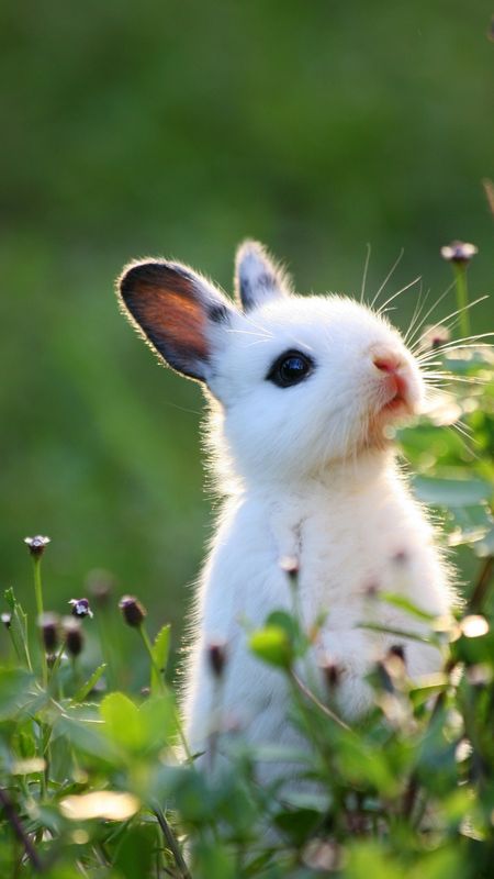 Cute Baby Animals - White Bunny On Green Background Wallpaper Download |  MobCup