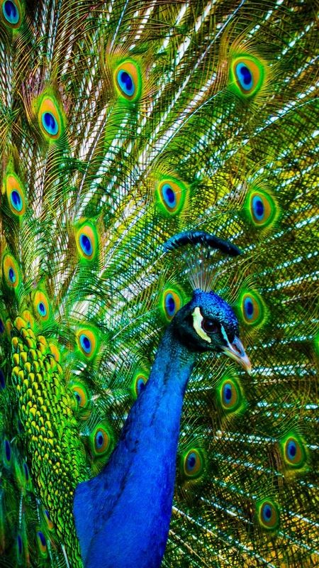 Peacock Feather - Peacock - India National Bird Wallpaper Download | MobCup