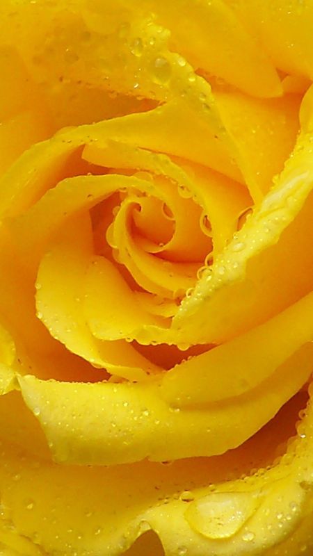 The Yellow Rose Wallpaper Download | MobCup The Yellow Rose Wallpaper Download | MobCup