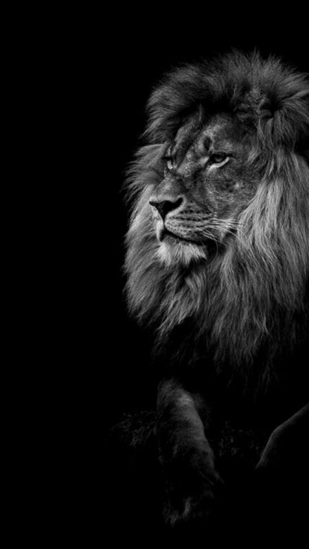 Black Lion | Jungle | King | Animal Wallpaper Download | MobCup