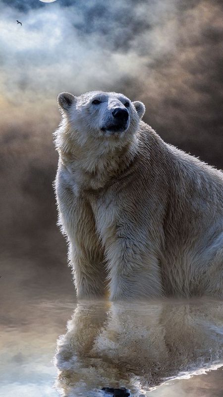 Hungry polar bears trap Arctic scientists