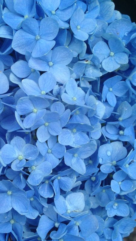 Blue Colour | Blue Colour Flowers | Blue Flowers Wallpaper Download | MobCup
