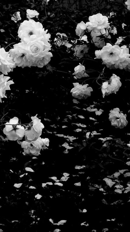Black | Theme | Wallpapers | iPhone | Android | Wallpaper tumblr  lockscreen, Dark flowers, Flower lockscreen