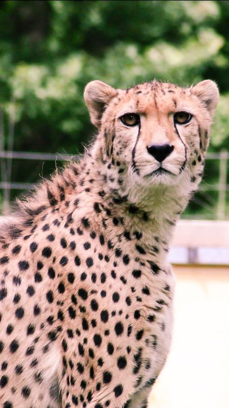Cheetah | Animal Leopard Wallpaper Download | MobCup