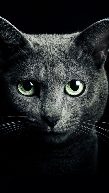 Black Cat Wallpaper Download | MobCup