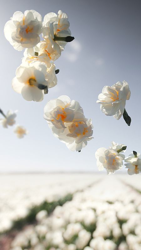 White Flowers Wallpaper Download | MobCup