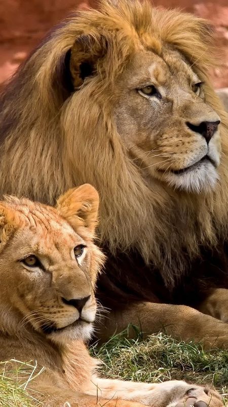 lion and lioness wallpaper